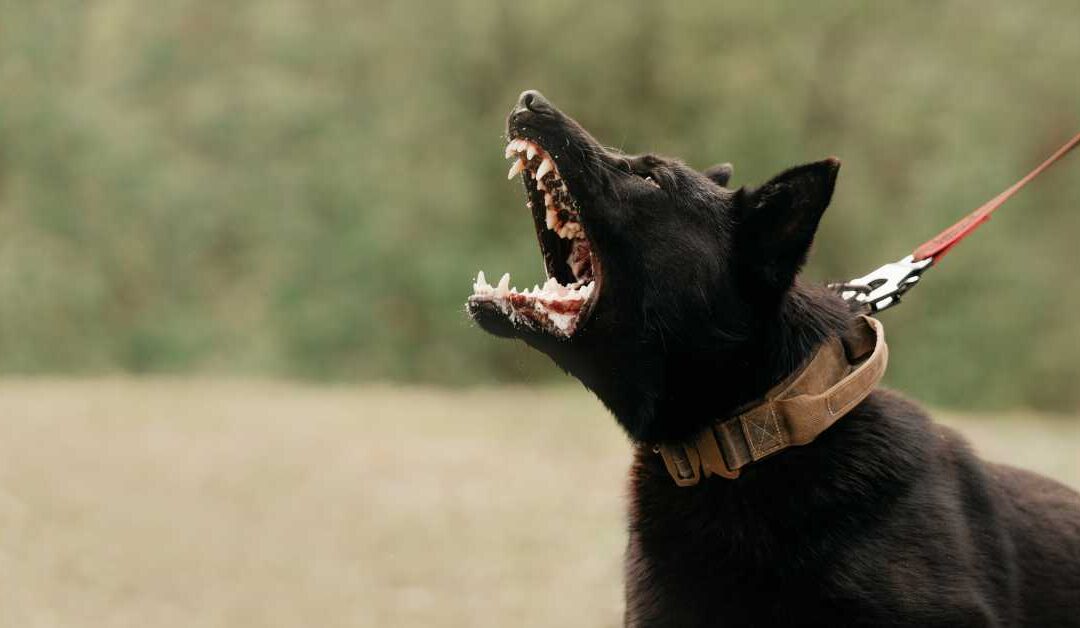 Dog Bite? You May Be Entitled to Compensation.