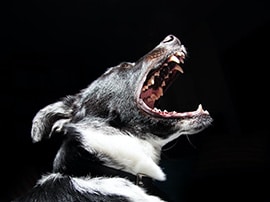 Dog Bite Attorney