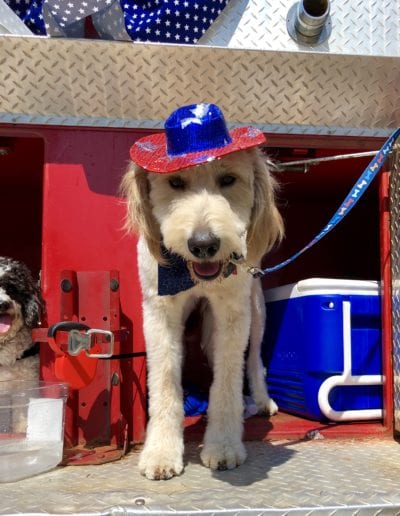 4th of July DOG | Stewart & Stewart Attorneys