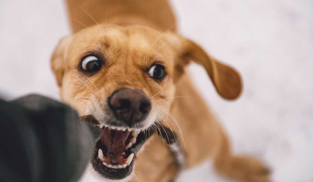 If I Make a Claim for a Dog Bite, What Will Happen to the Dog?
