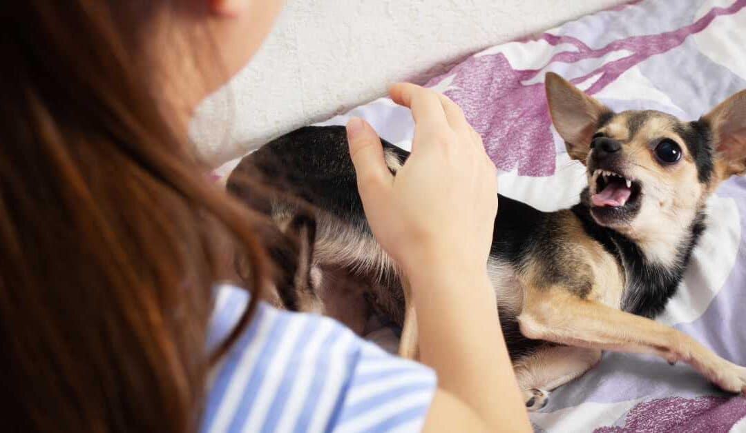 Your Questions About Indiana Dog Bite Lawsuits Answered