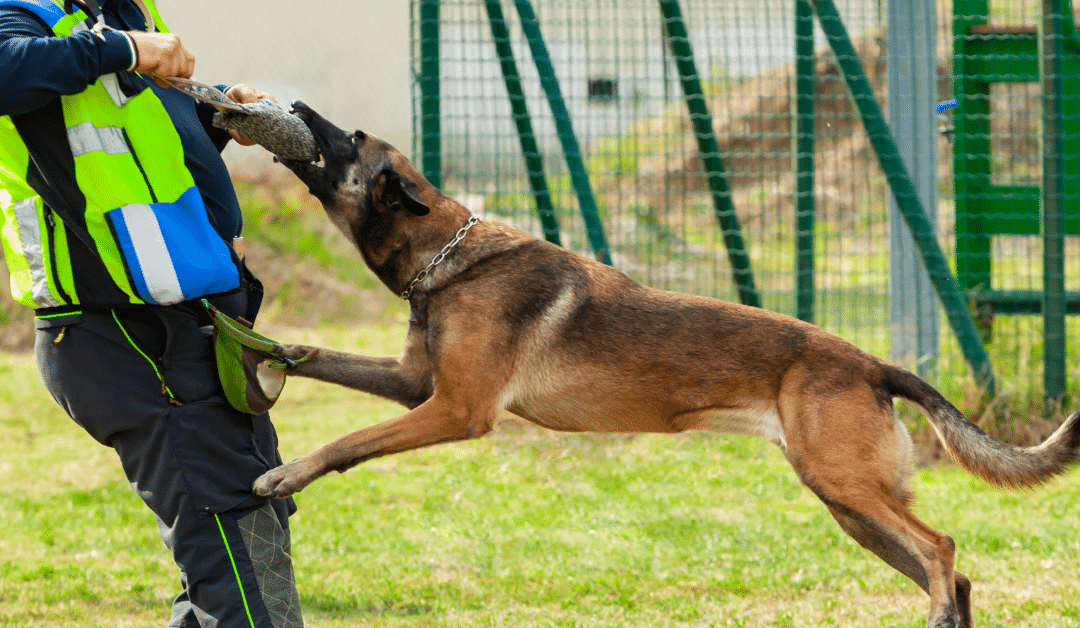 What Is the Law in Indiana Regarding Dog Bites?