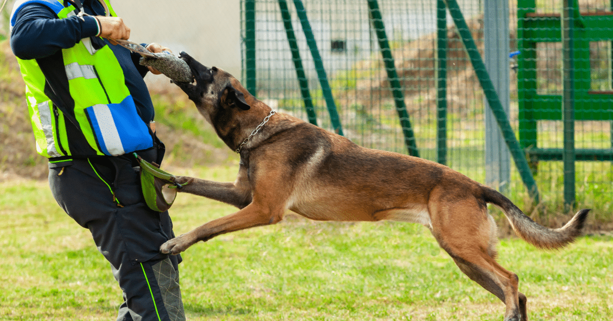 What is the Law in Indiana Regarding Dog Bites