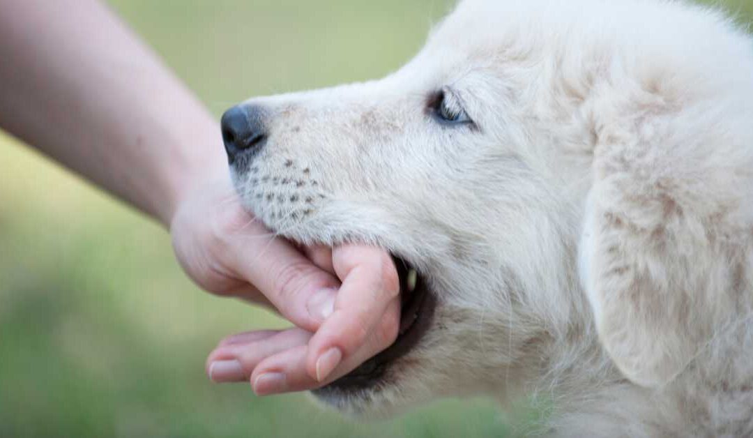 How Can You Prove Negligence in a Dog Bite Injury Lawsuit?