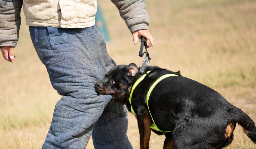Indiana Dog Bite Laws: Strict Liability Explained